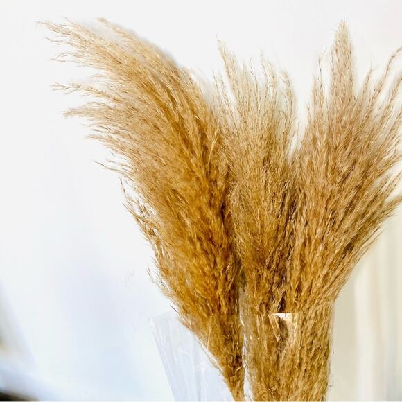 NEW TARGET Tan Cream Beige Dried Preserved Pampas Grass Floral Accent Decor - Picture 3 of 4